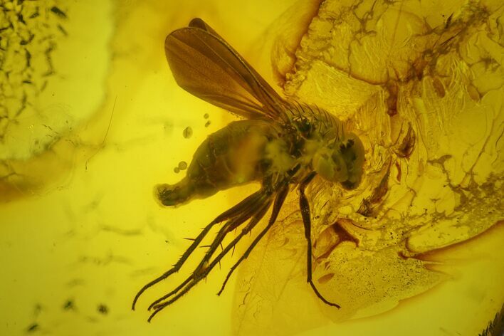 Detailed Fossil Fly (Diptera) In Baltic Amber #200245